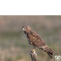 گروه سنقرها Harriers